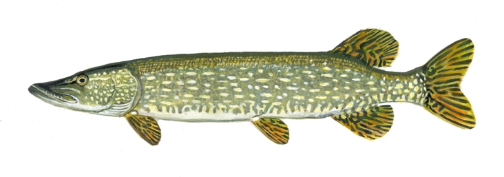 northernpike1