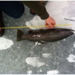 Brad’s Kamloop rainbow trout on Lake Superior (photo: T. Keyler)
